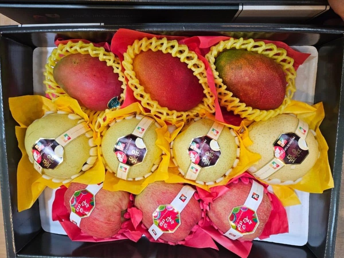 선물세트로 포장한 망고와 사과